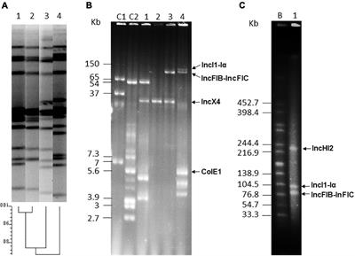 Colistin Resistance in Monophasic Isolates of Salmonella enterica ST34 Collected From Meat-Derived Products in Spain, With or Without CMY-2 Co-production